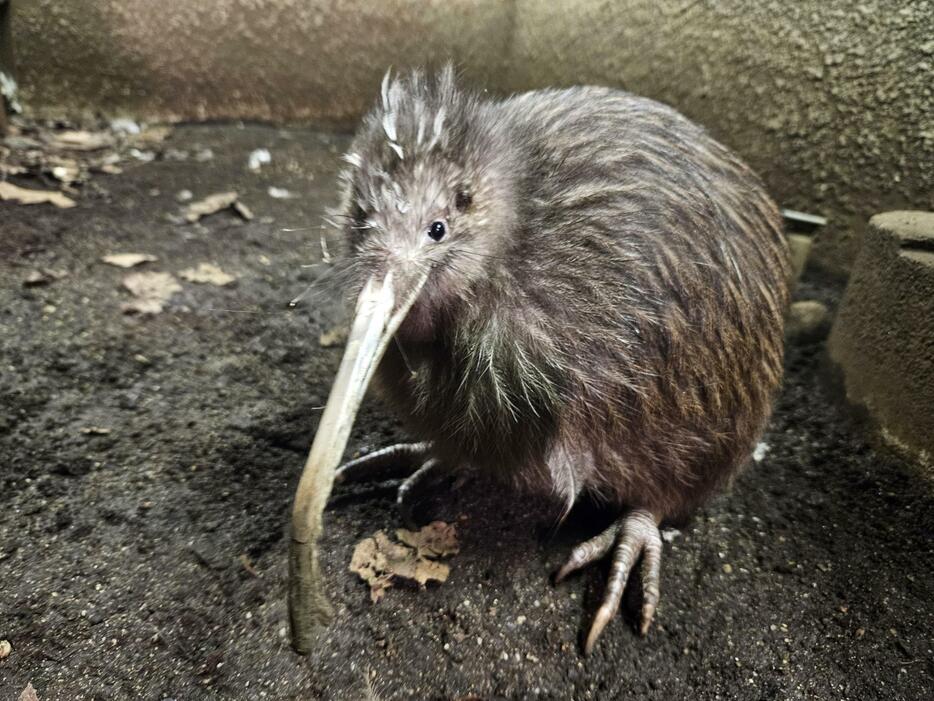 死んだキウイの「プクヌイ」＝7月、大阪市（天王寺動物園提供）