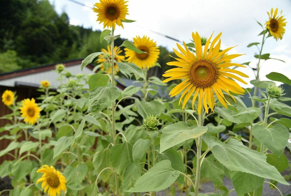 大輪の鮮やかな花を咲かせる「はるかのひまわり」（和歌山県田辺市龍神村殿原で）