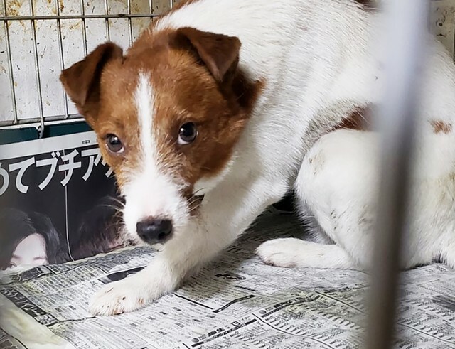 右後ろ脚が欠損しながらも繁殖犬として酷使されていたジャック・ラッセル・テリアのオス、優来（ゆら）