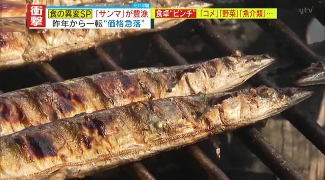 “秋の味覚”サンマに異変