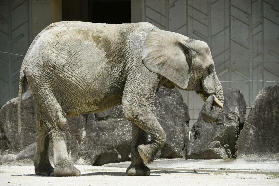 広島市安佐動物公園が妊娠を発表したマルミミゾウの「メイ」＝2023年7月（同園提供）