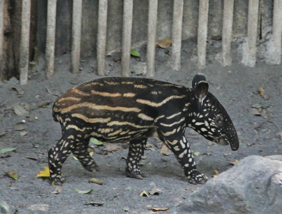 7月に誕生し、一般公開されるマレーバクの赤ちゃん＝静岡市駿河区の市立日本平動物園（同園提供）