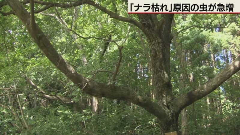 （写真：テレビ北海道）