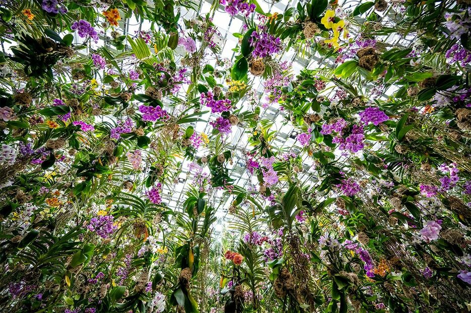 無数のランが咲き誇る空間。花の香りもまた作品の一部