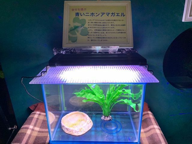 青い二ホンアマガエルの展示風景（写真提供／伊勢シーパラダイス）