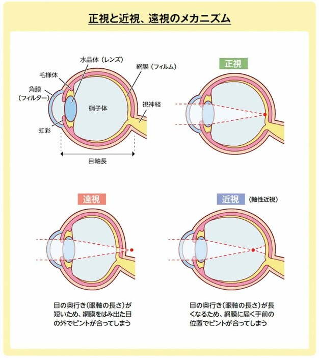 正視と近視、遠視のメカニズム