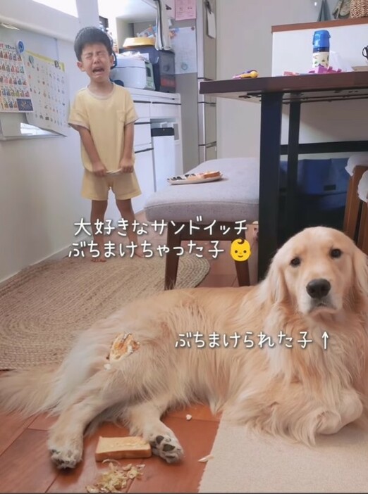 サンドイッチを落としてしまって大泣きする男の子の動画が話題に（「ガチムチゴールデンエルの３兄弟」さん提供、Instagramよりキャプチャ撮影）