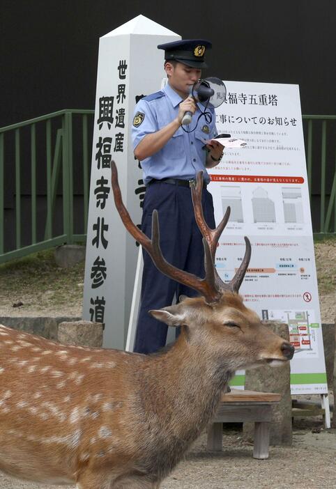 シカを蹴らないよう拡声器で呼びかける奈良県警の警察官＝7月、奈良市