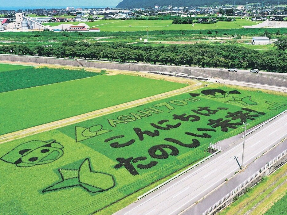 朝日町制施行７０周年を祝って描かれた田んぼアート（ドローン撮影）