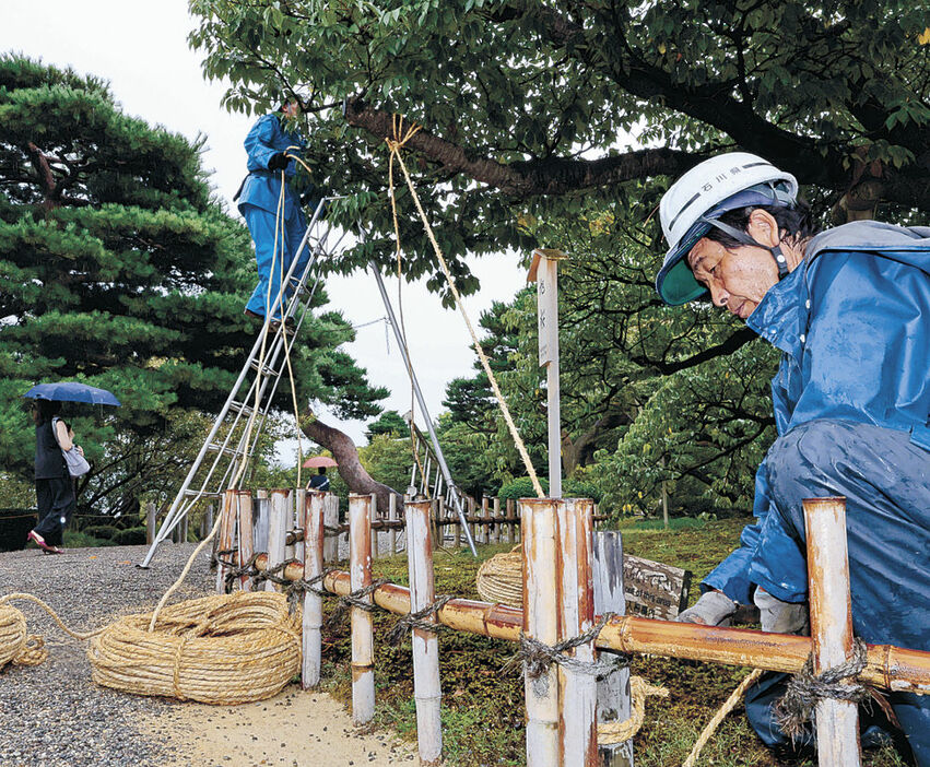 台風１０号の接近に備え、木を固定する庭師＝兼六園