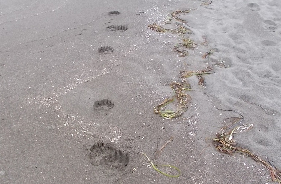 発見されたクマの足跡（提供　道警）