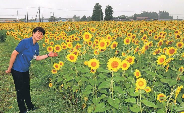 一面に咲きそろうヒマワリ畑を紹介する西川さん