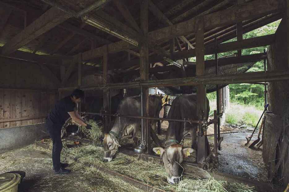 現在は4頭が牛舎に住まう。初代メンバーであるチョッパーの子供であるサクラも健在　PHOTOGRAPH BY YUKO CHIBA