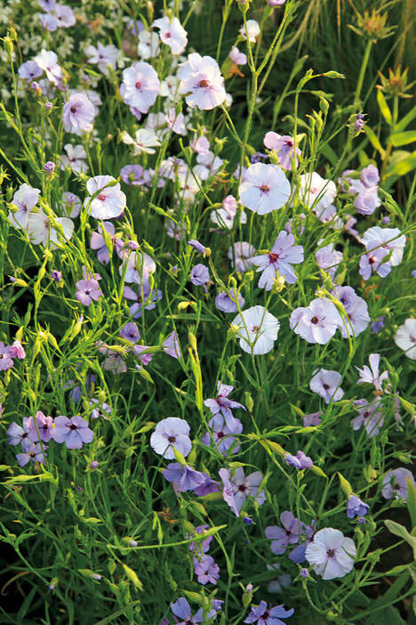 たくさんの小花が風になびくさまが美しいビスカリア。発芽率はとても高く丈夫（撮影／今井秀治　撮影協力／小島光代）