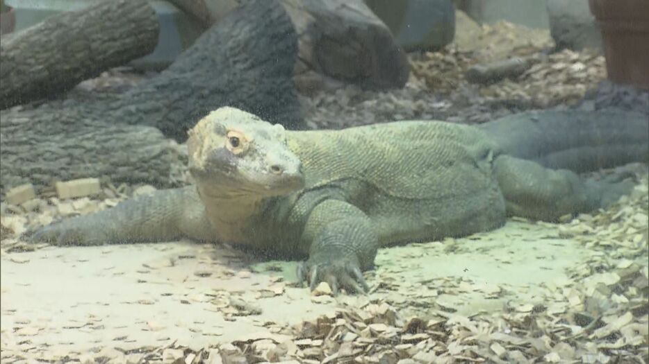 一般公開されたコモドドラゴン 名古屋市千種区の東山動植物園