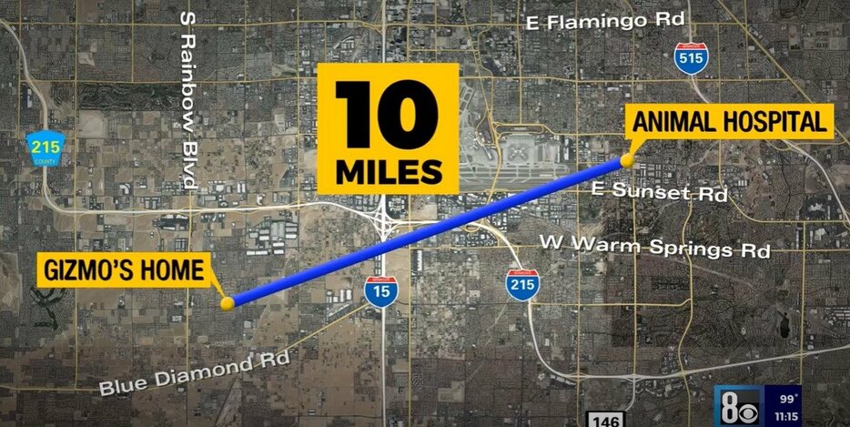 モレナスさんの実家から10マイル（約16km）離れた場所でギズモは発見された。@8NewsNowVegas – Youtubeのキャプチャ画像