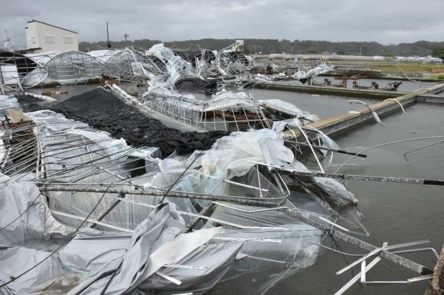 突風で養鰻場のビニールハウスが倒壊した新富町上富田の青木水産＝２９日午前１１時２３分（村永哲哉撮影）