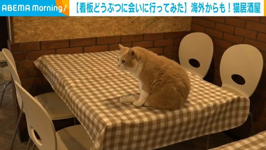 猫ののんくん（13歳）