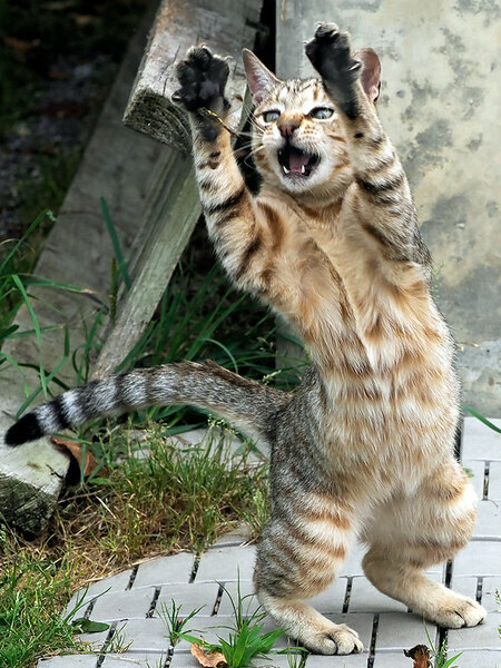 「トンボ……すばしっこくて捕まえられないのニャ！」