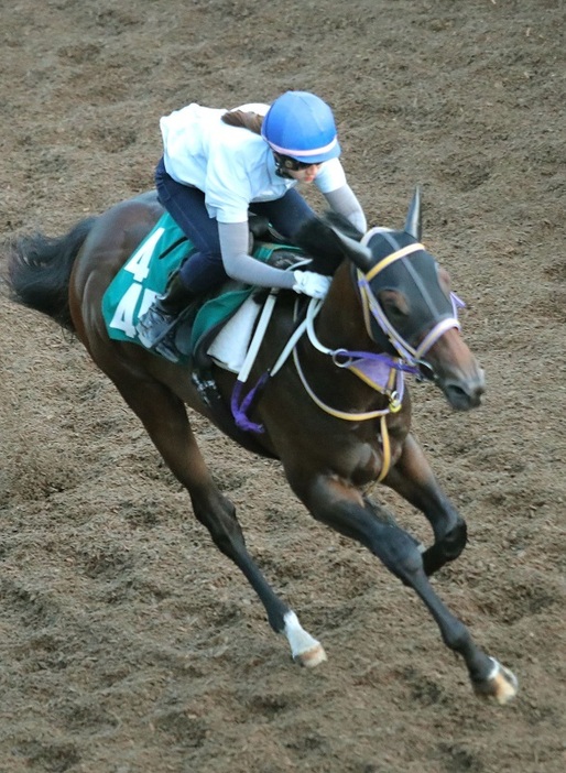 芝のレース未経験のケイアイマハナだが、今回予想される馬場状態なら…