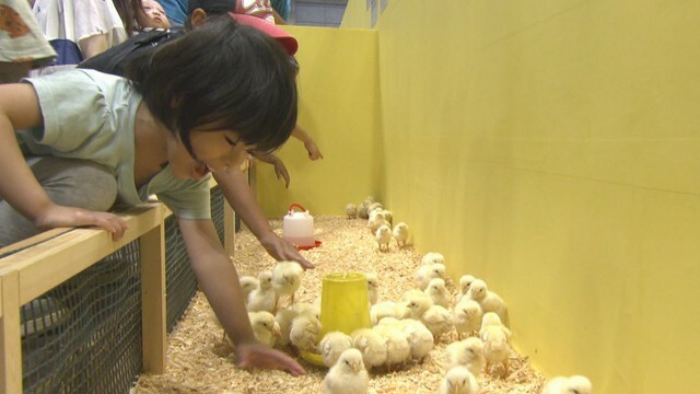 コンベックス岡山で開かれている「ふれあい動物園」