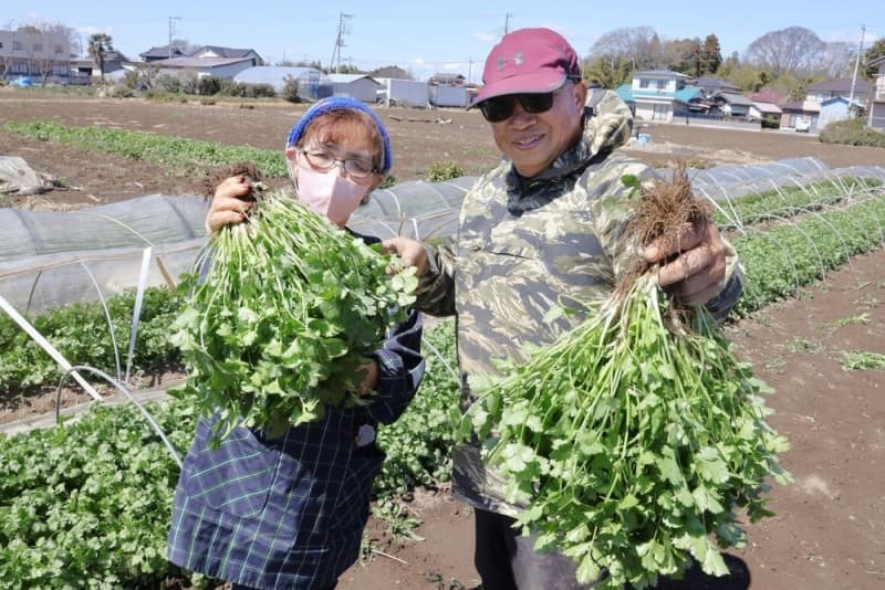 農園で育てたパクチーを手にするシーサアットさん（左）と夫のサタポンさん＝３月、茨城県坂東市、２０２４年３月２７日