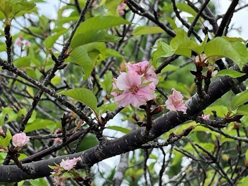 開花したカンヒザクラの花＝９日、名桜大学内北部生涯学習推進センター