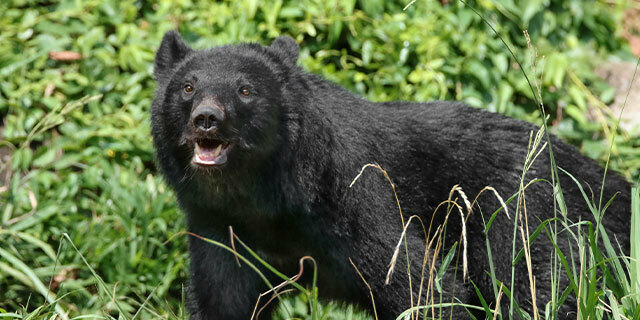 クマとの距離は約1メートル。歯を剥き出しにした「ものすごい形相」だったという　※写真はイメージです