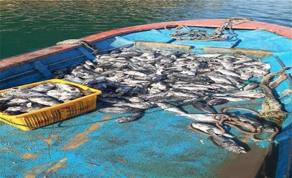 全羅南道新安郡黒山面のある養殖場にて=全羅南道提供