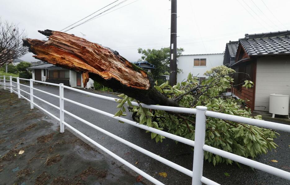 台風10号の影響で折れ、道をふさぐ樹木＝30日午前8時41分、熊本県八代市