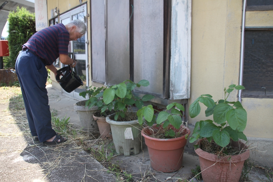 ある日突然、小西さんの倉庫前に現れた、丹波黒枝豆とみられる鉢植え＝兵庫県丹波市氷上町横田で