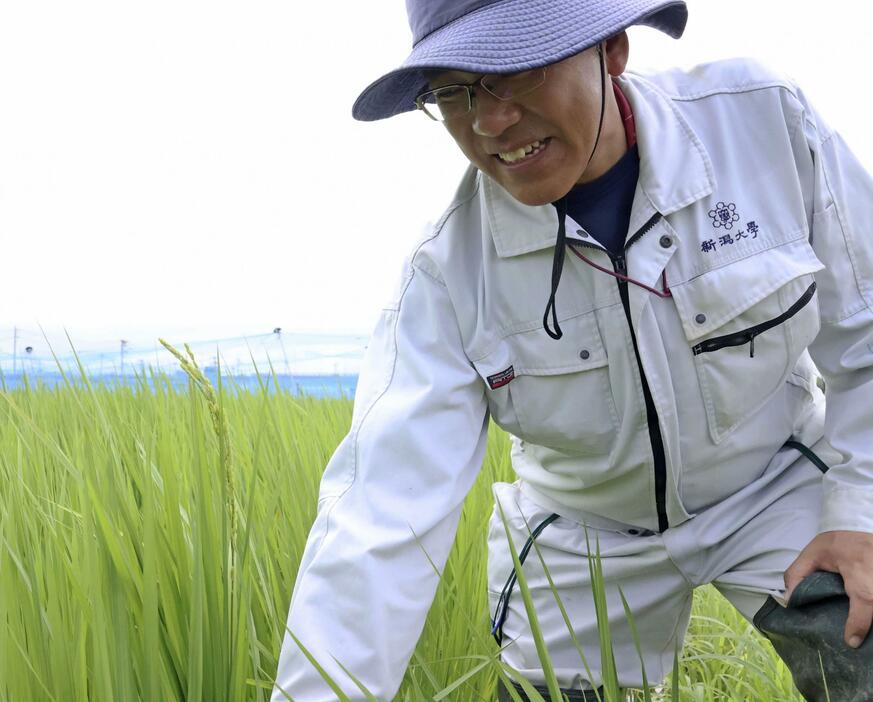 研究田で出穂した稲を見せる新潟大農学部の山崎将紀教授＝7月、新潟市