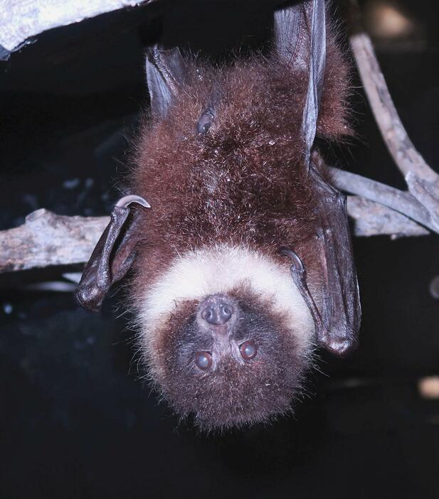 13日に死んでいるのが確認されたエラブオオコウモリ（鹿児島市平川動物公園提供）