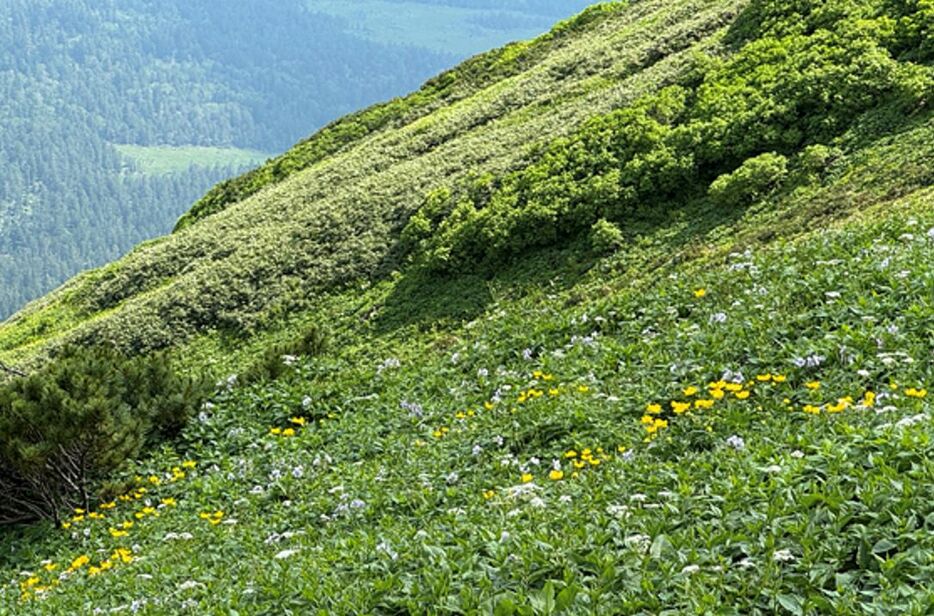 富良野岳山頂付近にチングルマやイワカガミ、エゾルリソウなど可憐な高山植物が群生する