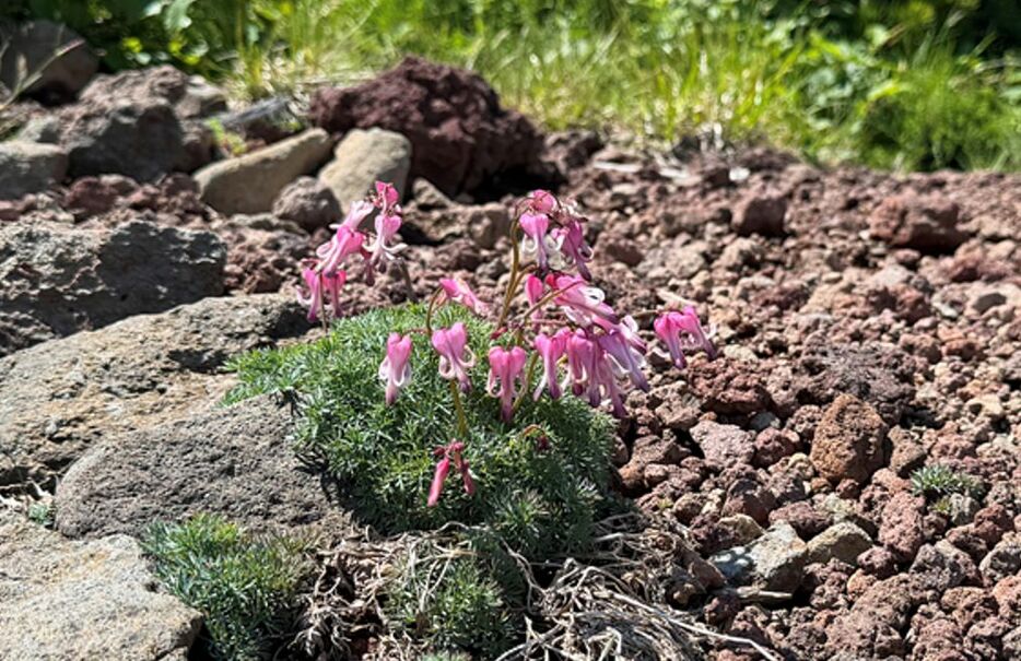 荒涼とした場所に咲く孤高の花コマクサ。「高山植物の女王」と称される