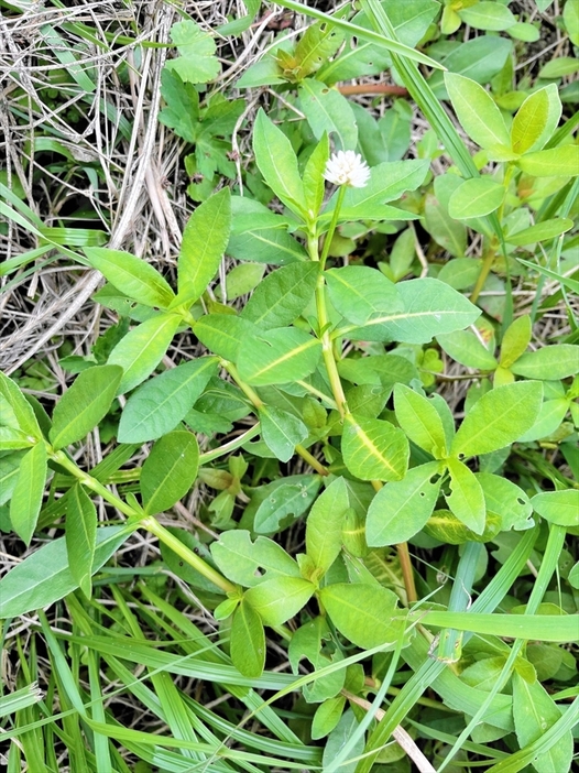 福島県内で初めて確認された「ナガエツルノゲイトウ」