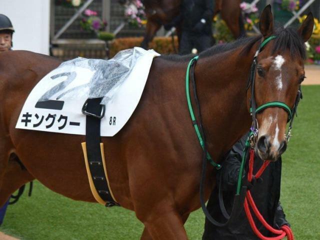 直線競馬に初参戦するキングクー(今年1月撮影、ユーザー提供：はあちゃまさん)