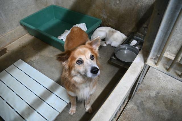 4月から収容されている飼い犬とみられる犬だが、いまだに飼い主からの申し出はない状態が続いている＝22日、宮古保健所