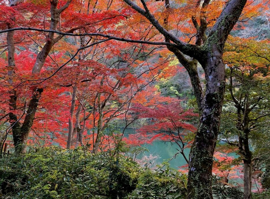 小倉山のふもとから大堰川を望む。翡翠色の水と紅葉の色のコントラストが美しい