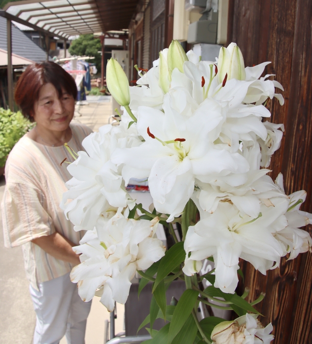 28個ものつぼみを付け、花束のように花を咲かせているユリ＝兵庫県丹波篠山市下原山で