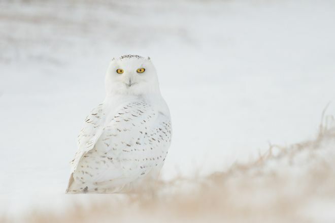 絶滅のおそれがあるシロフクロウ。野生動物のペット化は、密輸の増加や絶滅の恐れのリスクを高めると懸念されています＝(C)Sarah Pietrkiewicz