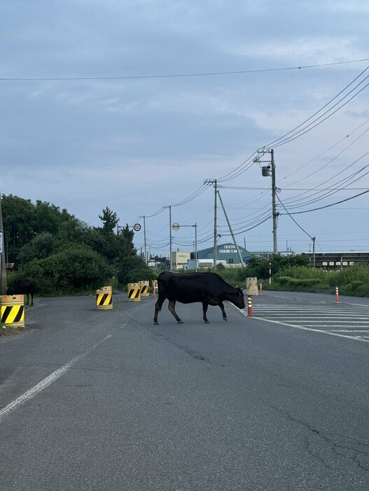 道路をふさぐ逃げたウシ(撮影：視聴者)　北海道苫小牧市