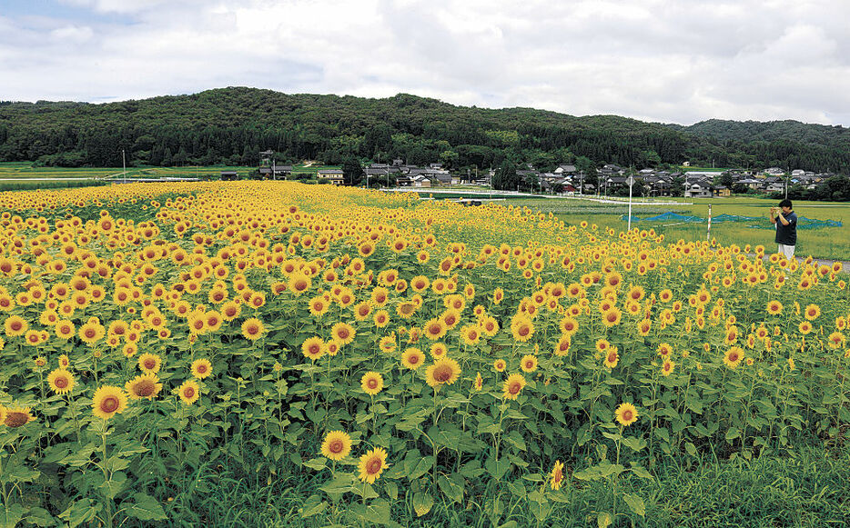 見頃を迎えたヒマワリ＝富山市八尾町新田