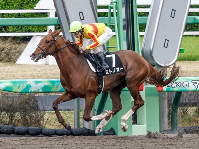 重賞連勝を狙うミトノオー(撮影：下野雄規)