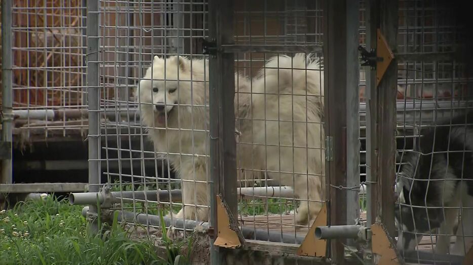 犬が襲われた繁殖施設