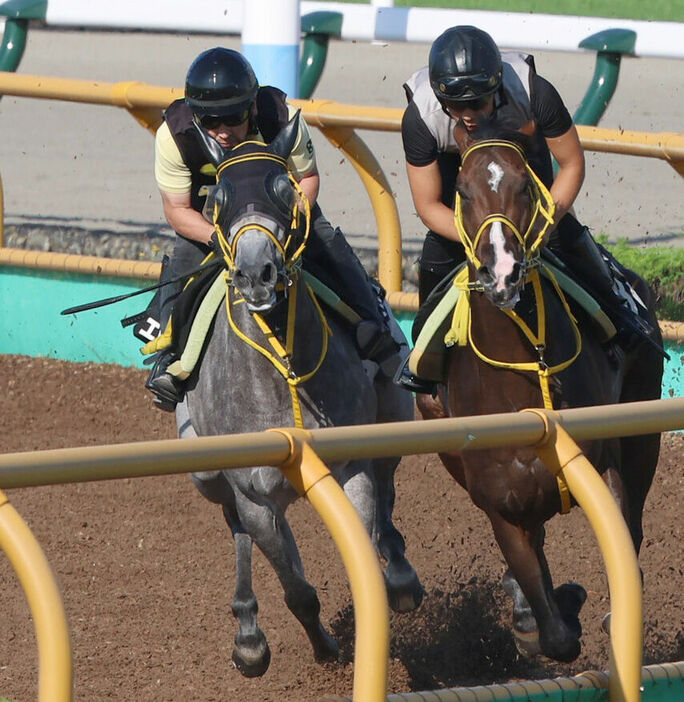 ウッドコース併せ馬で時計を出したエトヴプレ（左）。（右はスピードリッチ）（カメラ・高橋　由二）