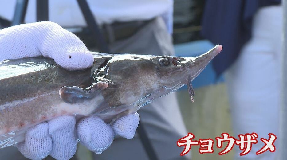 チョウザメの養殖