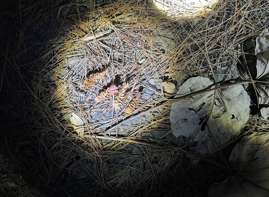 国内最大の野ねずみにして絶滅危惧種のケナガネズミの食事跡。鉱物の松ぼっくりをかじった通称「山のエビフライ」で、見つけたらすかさずGPSに登録する