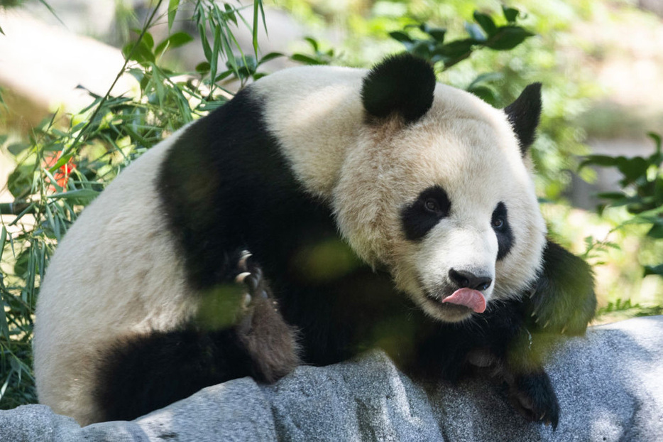 サンディエゴ動物園で一般公開されたメスパンダ、シンバオ。（Myung J. Chun / Los Angeles Times via Getty Images）