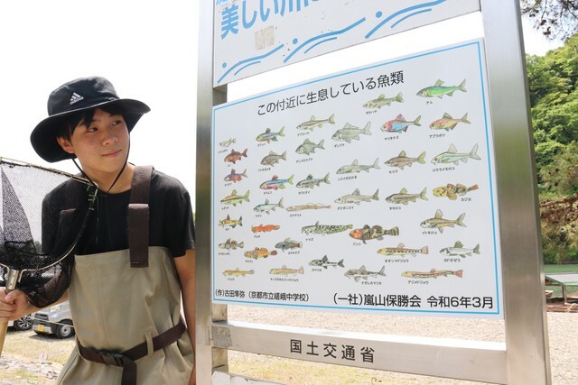 古田さんが調査して自ら描いた、桂川に生息する魚を紹介する看板（京都市右京区）